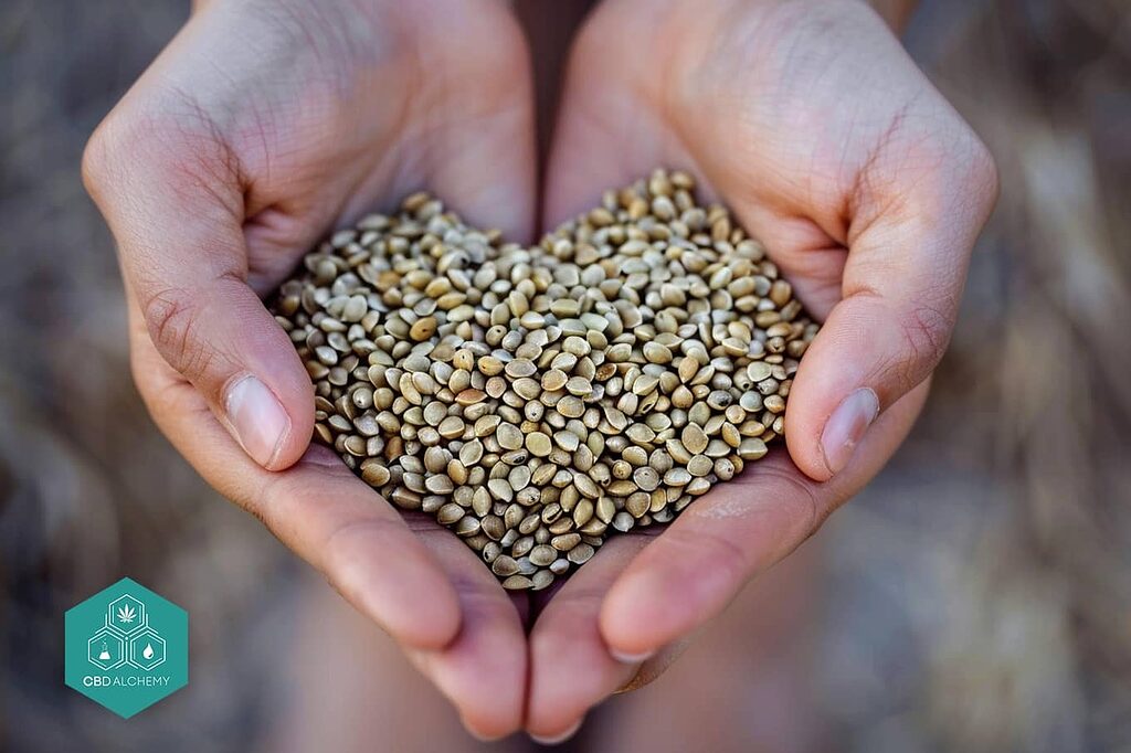 A heart-shaped arrangement of hemp seeds, symbolizing heart health benefits.