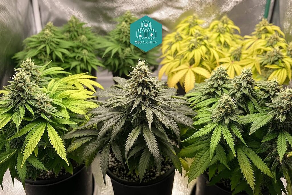 Breeders use ruderalis to create auto-flowering hybrid strains.