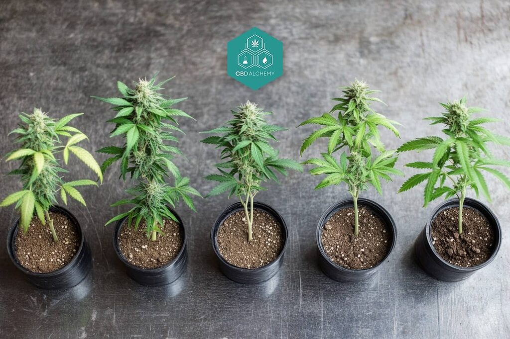 Ruderalis weed plant's short growth cycle allows multiple harvests.