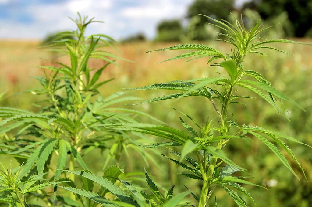 Resilient ruderalis weed plant thrives in harsh conditions.