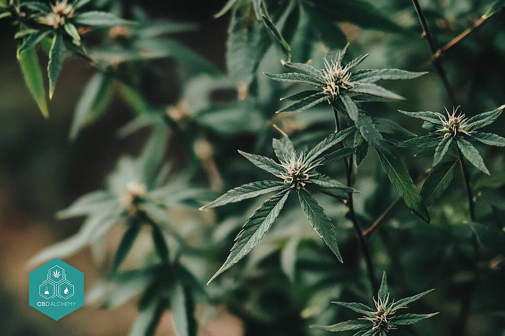 Distinctive features of a ruderalis plant in an outdoor setting.