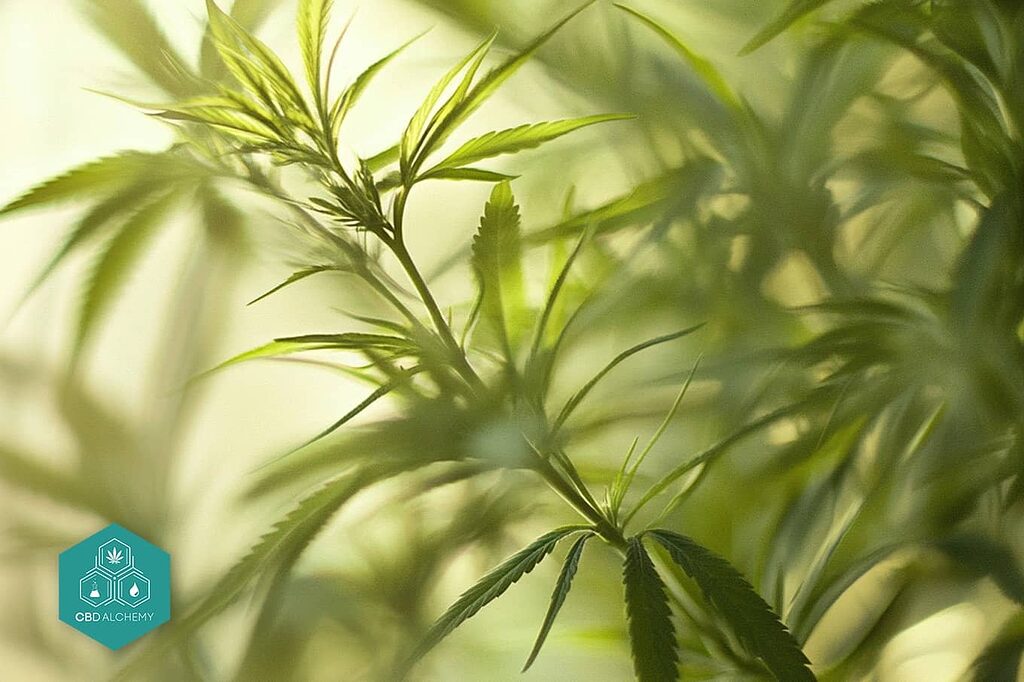 Cannabis ruderalis flowers grow automatically, regardless of light cycle.