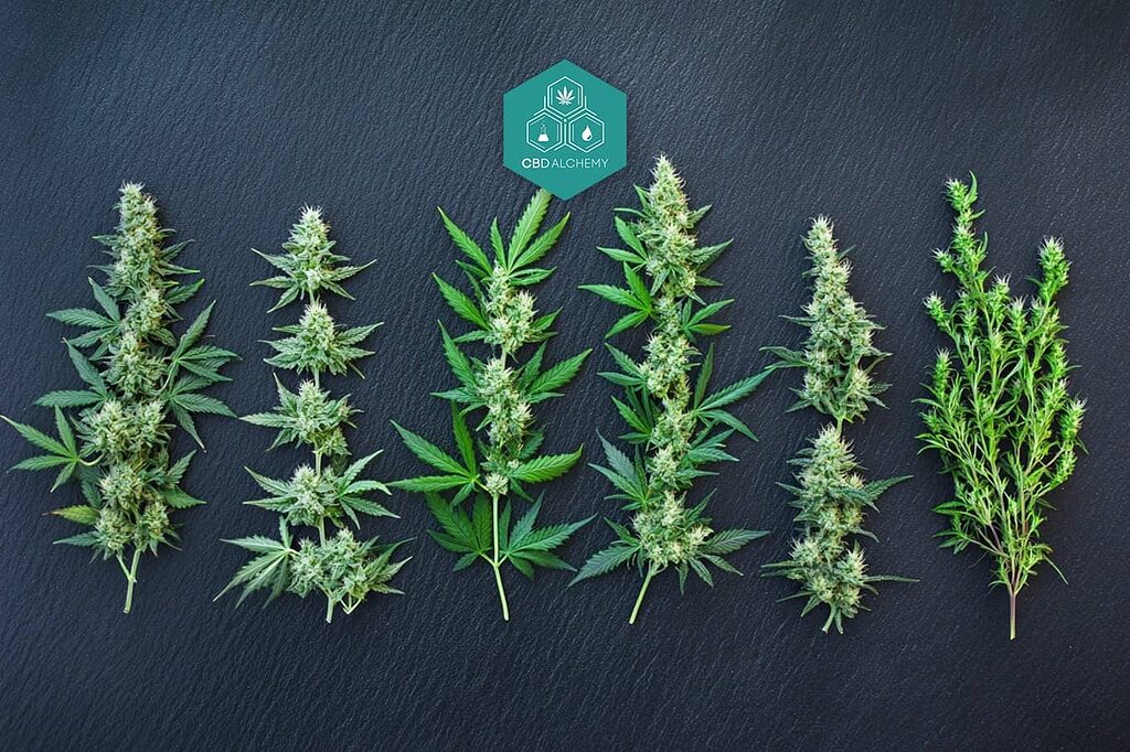 A selection of popular cannabis ruderalis strains with visible buds.