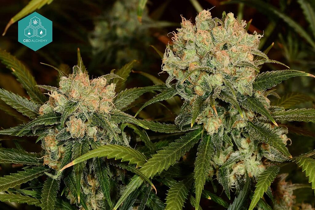 Northern Lights Auto is a popular strain with ruderalis genetics.