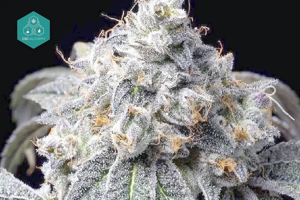 White Widow Auto offers potent effects and easy cultivation.