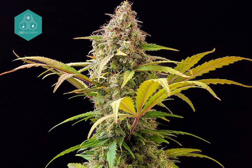 Lowryder strain is known for its incredibly fast flowering time.