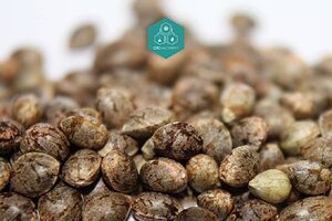 Premium feminized cannabis seeds displaying dark, plump characteristics ideal for successful germination and robust plant growth.