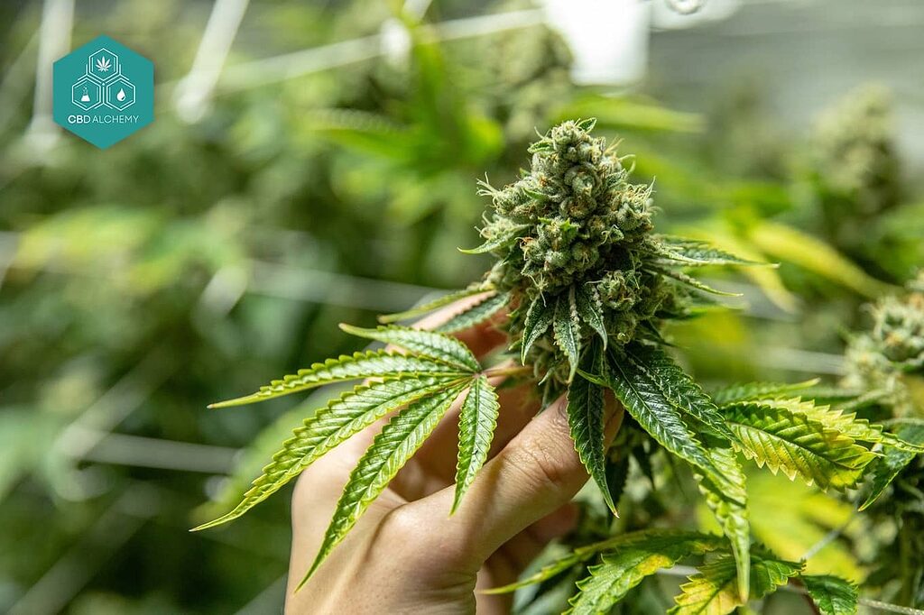 Energizing Sativa strain seeds that boost creativity and enhance social experiences, perfect for daytime consumption.