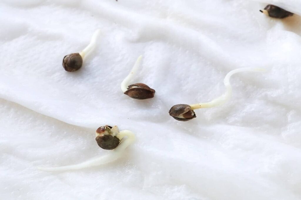 Feminized seeds guaranteed to produce bud-yielding female plants, maximizing harvest potential for both new and experienced growers.