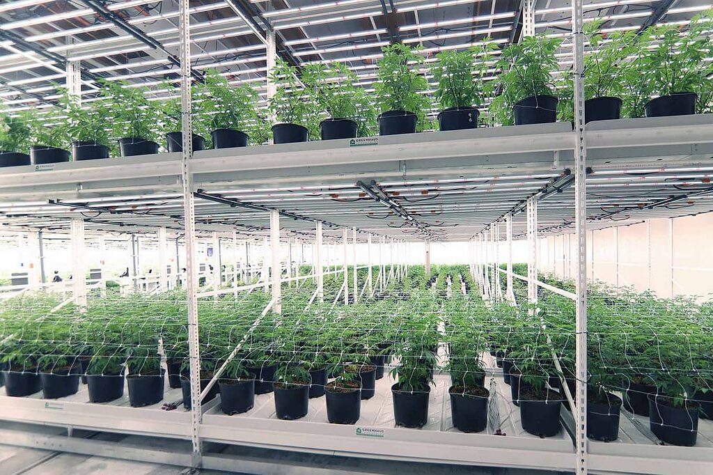 Commercial plug tray system used for consistent cannabis seed germination in controlled environments.