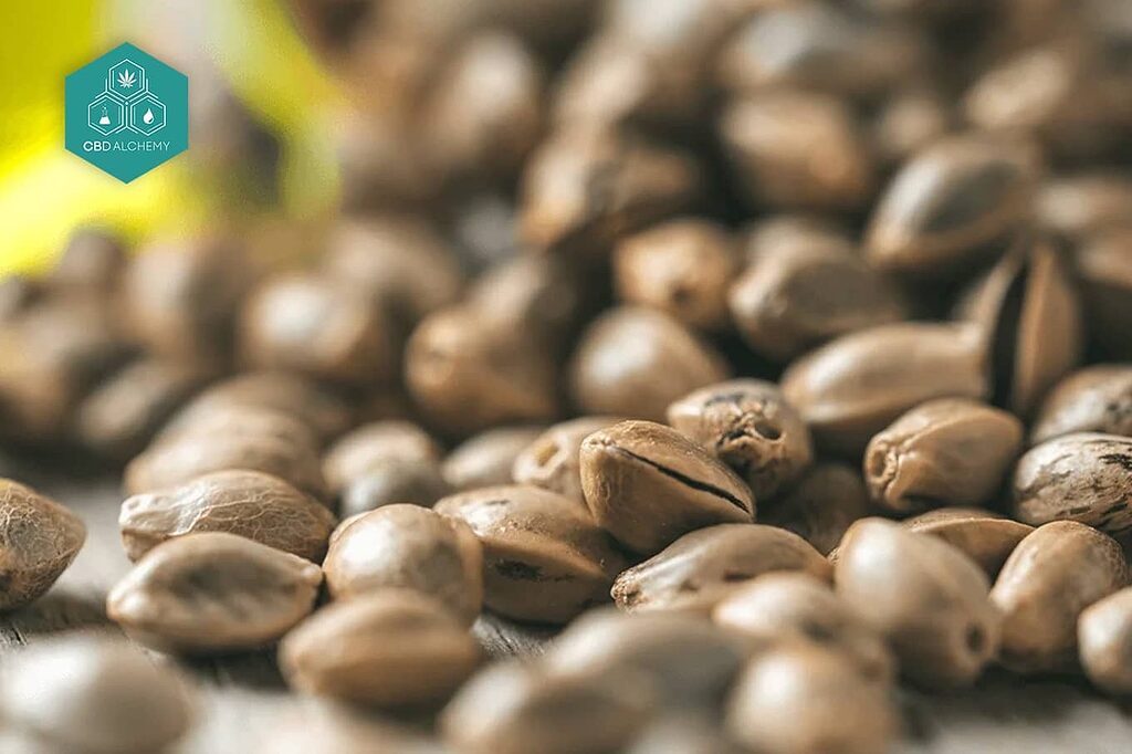 Autoflowering cannabis seeds that transition to flowering without light cycle changes, perfect for beginners seeking quick harvests.