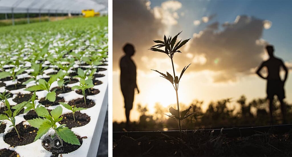 CBD Alchemy Les plantes de cannabis et notre équipe sur le terrain