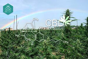 Experience the purity of CBD from naturally grown hemp plants in the lush landscapes of Italy.