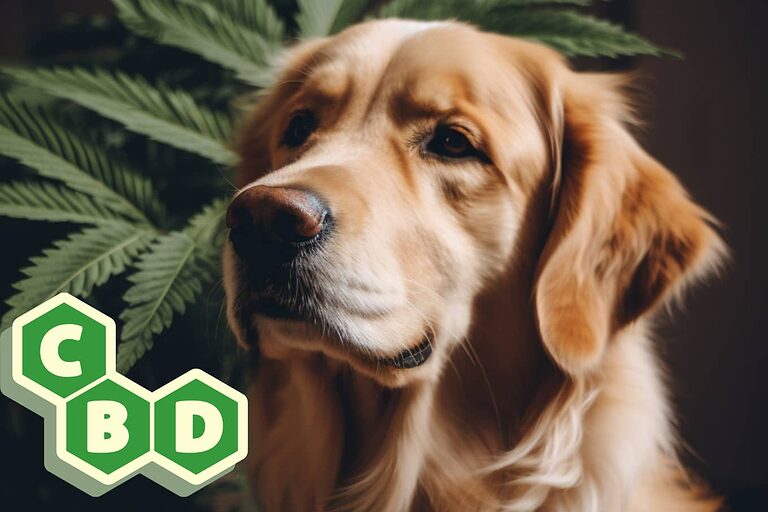 CBD pour chiens et chats