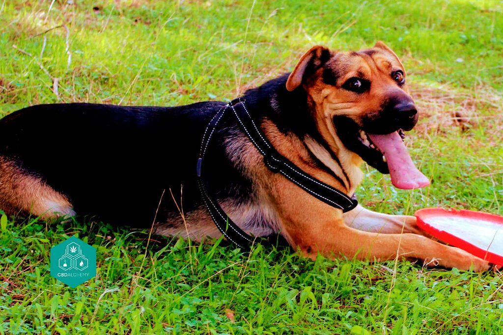 Comprendre l'huile de CBD pour chiens