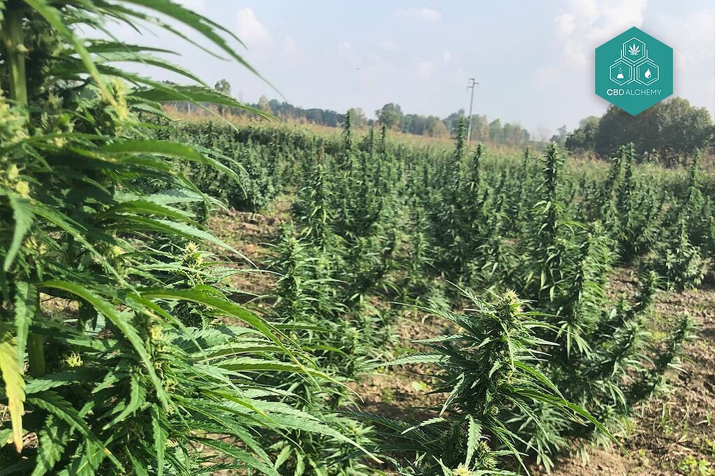 CBD-rich hemp plants: the basis of our premium products.