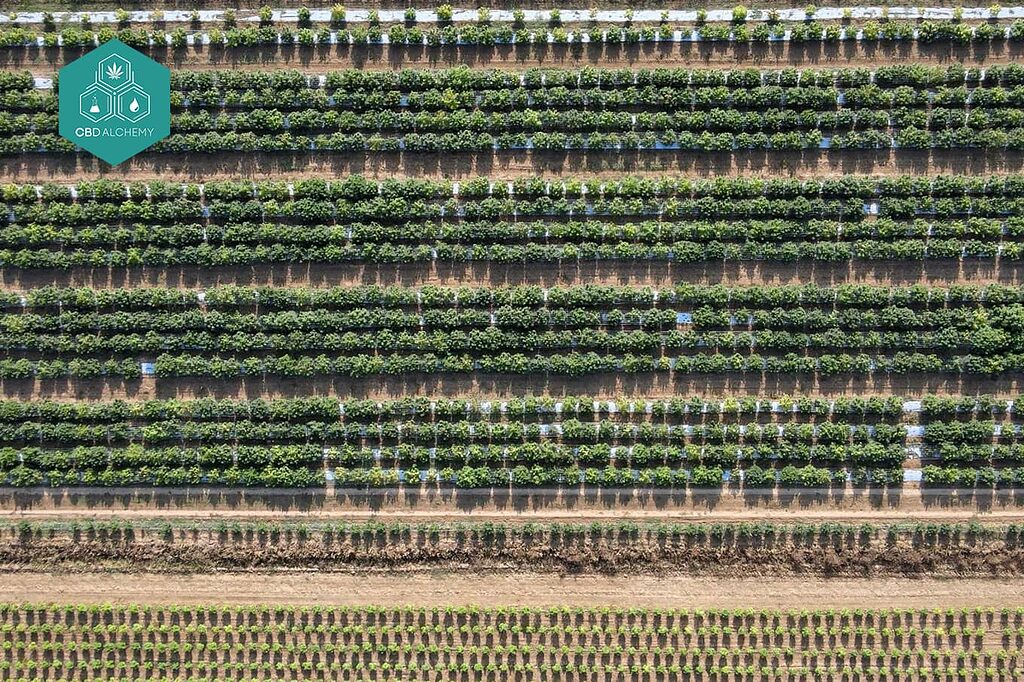 Haschisch CBD Alchemy: grown in Europe to organic standards for your peace of mind and well-being.