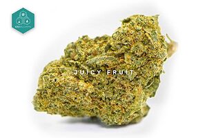Découvrez le goût tropical exotique de Juicy Fruit Fleurs CBD, une sélection haut de gamme de fleurs de CBD d'intérieur qui promet une expérience unique et des effets bénéfiques.