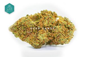 Plongez dans la douceur profonde de Deep Candy Fleurs CBD, une variété à l'effet relaxant et au goût inoubliable, parfaite pour ceux qui veulent ajouter des fleurs de CBD de première qualité à leur panier.