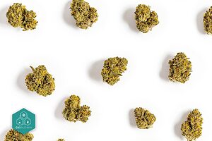 Profitez de l'offre CBD bon marché avec des prix à partir de 0,90€/g dans notre boutique.